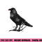 Beautiful Black Crow Raven Bird Silhouette png, sublimation copy.jpg