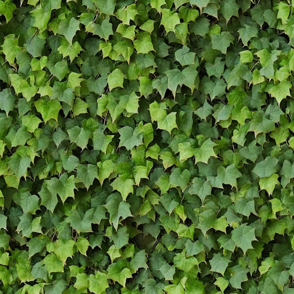 Boston Ivy 42.jpg