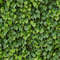 Boston Ivy 42.jpg