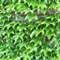 Boston Ivy 43.jpg