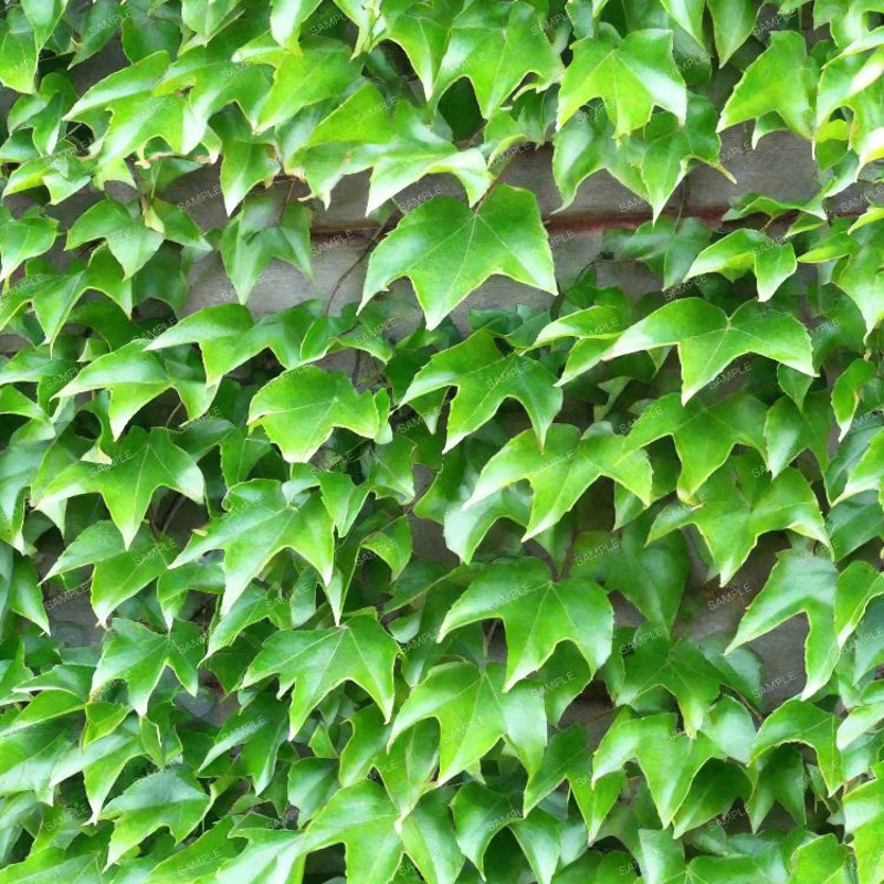 Boston Ivy 43.jpg