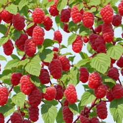 raspberries 42 seamless tileable repeating pattern