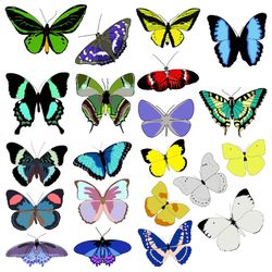This butterfly bundle comes with 20 different colored butterflies.