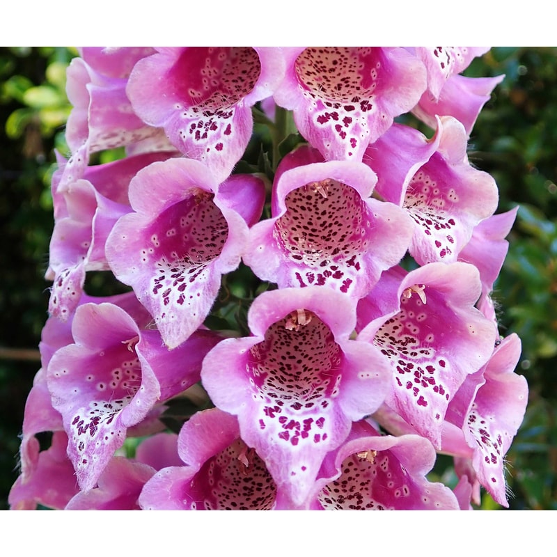 Foxglove4.jpg