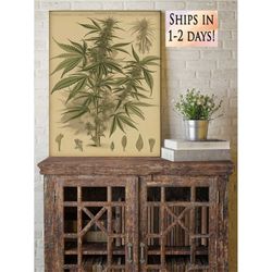 vintage cannabis botanical print marijuana botanical art marijuana medicinal drug plant wall art pot grass weed print ca