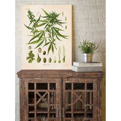 cannabis sativa botanical print canabis print antique cannabis poster cannabis art botanical print marijuana stoner part