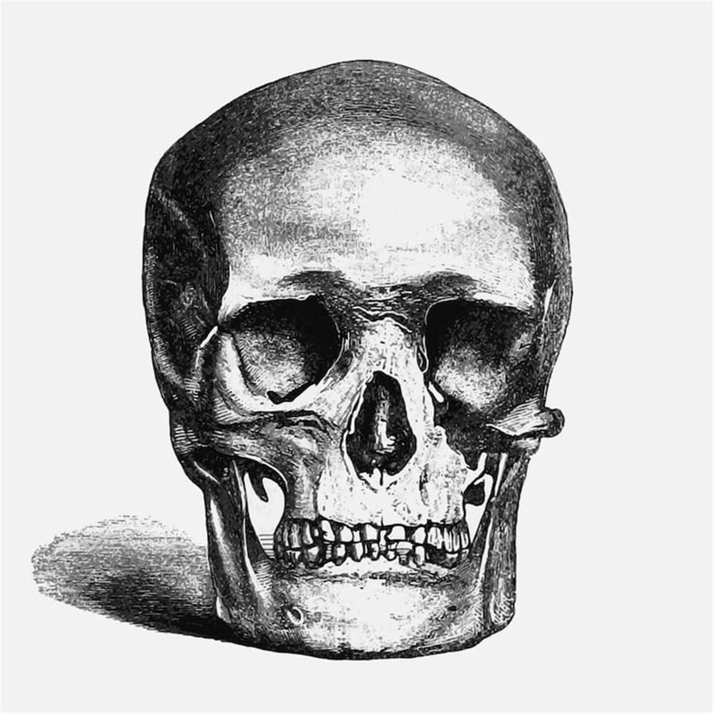 MR-2672023102619-hand-drawn-realistic-human-skull-illustration-svg-skeleton-image-1.jpg