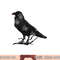 Beautiful Black Crow Raven Bird Silhouette png, sublimation copy.jpg