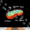 Mitochondria Cell Biology Biologist Science Teacher Student  png, sublimation copy.jpg