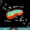 Mitochondria Cell Biology Biologist Science Teacher Student png, sublimation copy.jpg