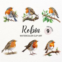 robin bird clipart | robin bird png | watercolor bird clipart | cute colorful bird | robin watercolor | digital paper cr