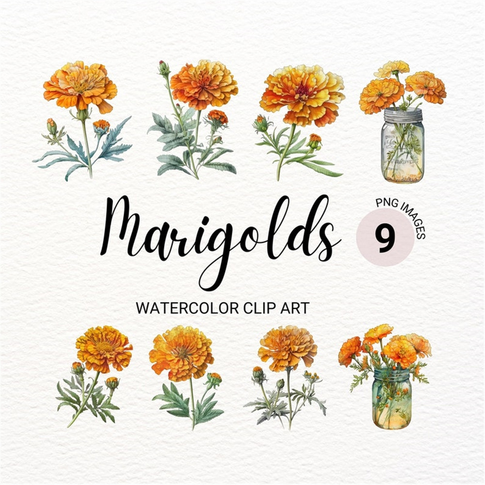 MR-2772023145352-marigold-clipart-watercolor-marigold-png-floral-png-image-1.jpg