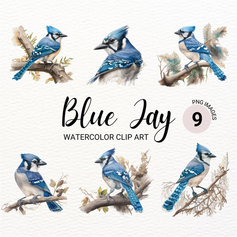 MR-277202315741-blue-jay-clipart-watercolor-bird-clipart-cute-colorful-image-1.jpg