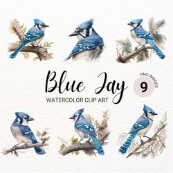 blue jay clipart | watercolor bird clipart | cute colorful bird png | nursery decor | baby shower clipart | digital pape