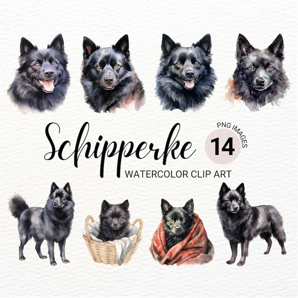 MR-277202315154-schipperke-dog-clipart-watercolor-dog-png-dog-portrait-image-1.jpg