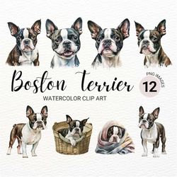 boston terrier clipart | dog png | watercolor dog clipart | dog portrait | boston terrier art | puppy images | nursery w