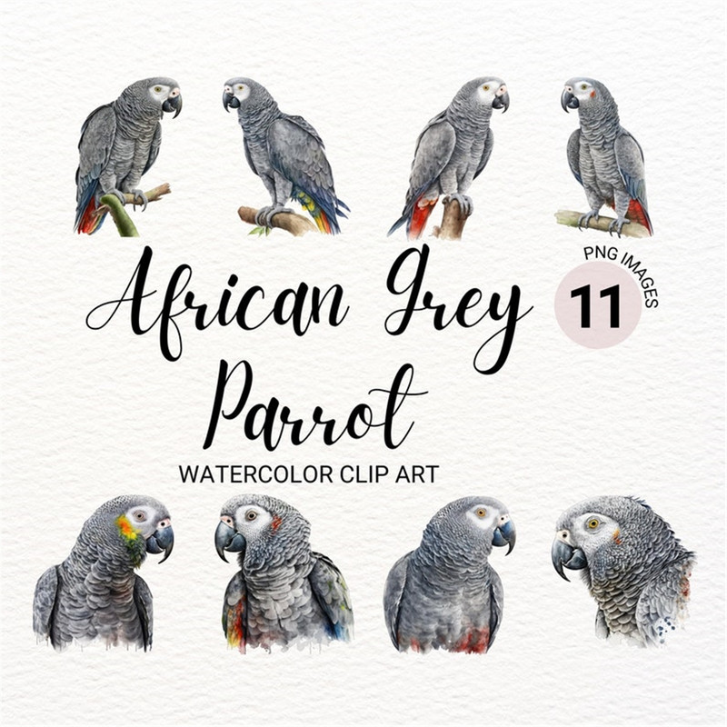 MR-2772023151724-watercolor-african-gray-parrot-clipart-bird-clipart-bundle-image-1.jpg