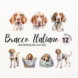bracco italiano dog clipart | watercolor dog png | dog portrait | puppy collage images | junk journal | digital planner