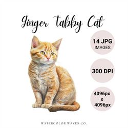 ginger tabby cat clipart | watercolor tabby cat clipart bundle | cute pet portrait | kitten jpg | junk journal | digital