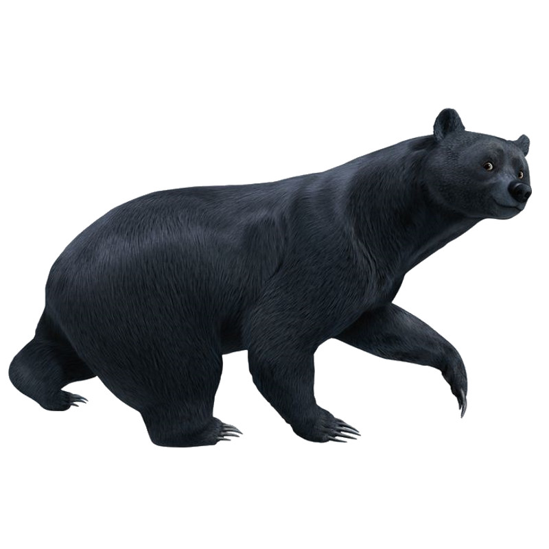 Bears (3).png