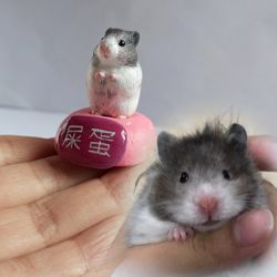 Realistic colouring hamster by photos custom colors made for order