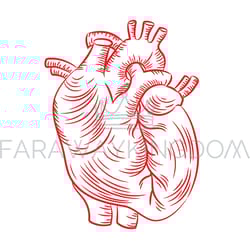 red heart anatomic structure medicine education diagram vector
