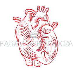 RED HEART Anatomic Structure Medicine Education Diagram Vector