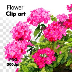 Watercolor clipart Bright pink flowers in a pot Digital file on transparent background Flower clipart for garden design