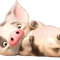 Pig 8.png