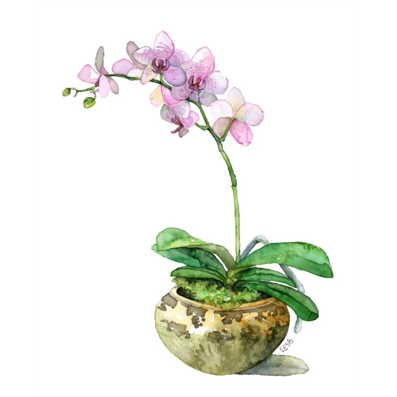 MR-3172023173410-potted-orchid-painting-print-titled-pink-image-1.jpg