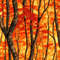 Autumn Blaze Camo 42.jpg