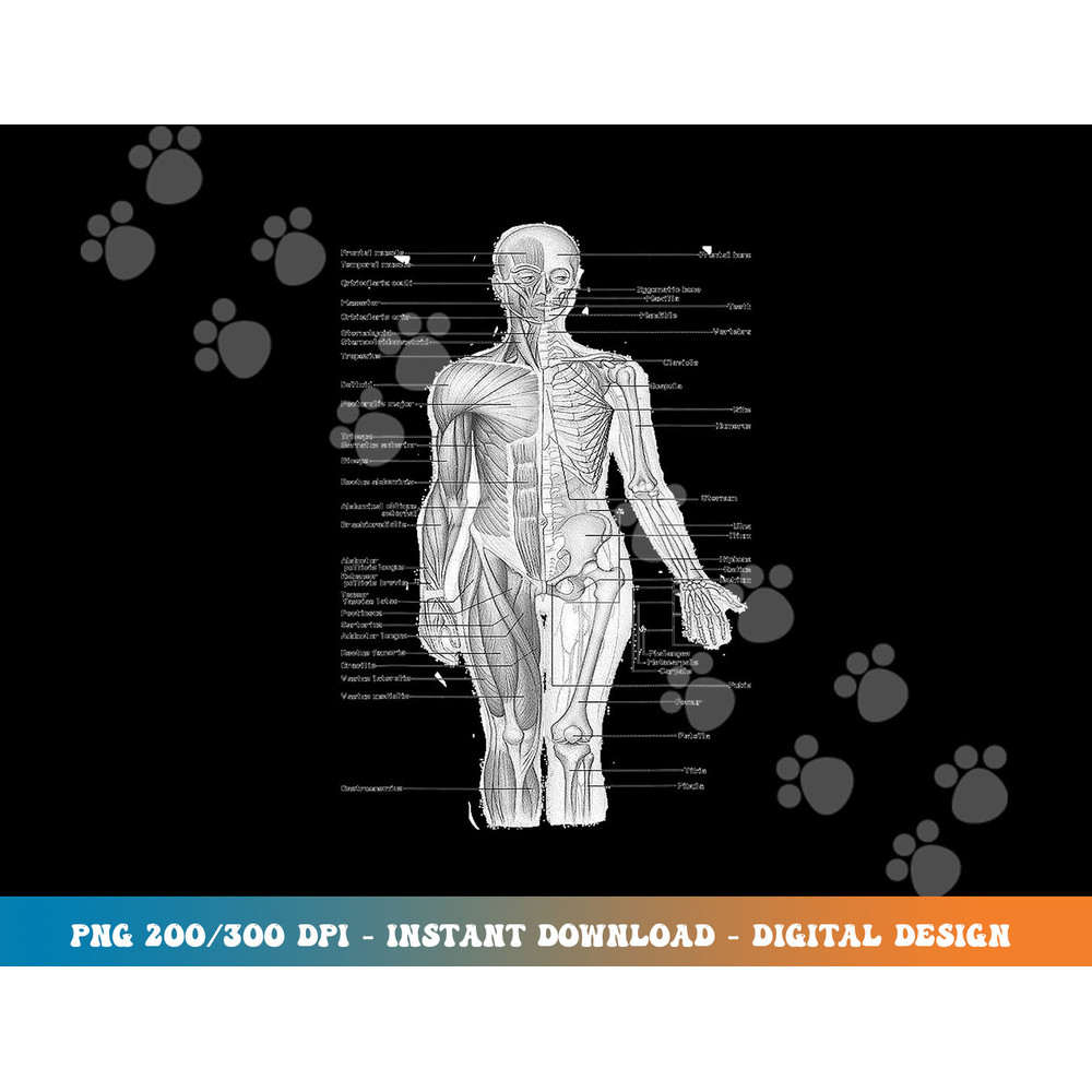 Human Muscle Anatomy Design Tshirt Gift Idea copy.jpg
