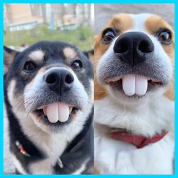 False Teeth For Dog Funny Dentures Pet Decorating Supplies Tricky Dentures Halloween