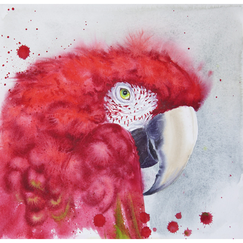 parrot head ara watercolor by olga beliaeva.jpg