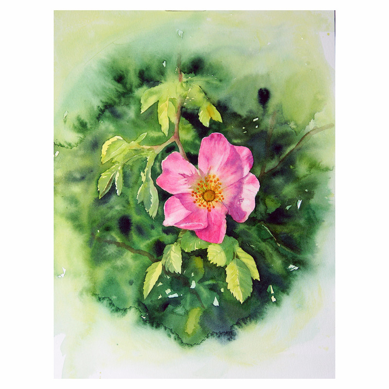 briar watercolor by olga beliaeva.jpg