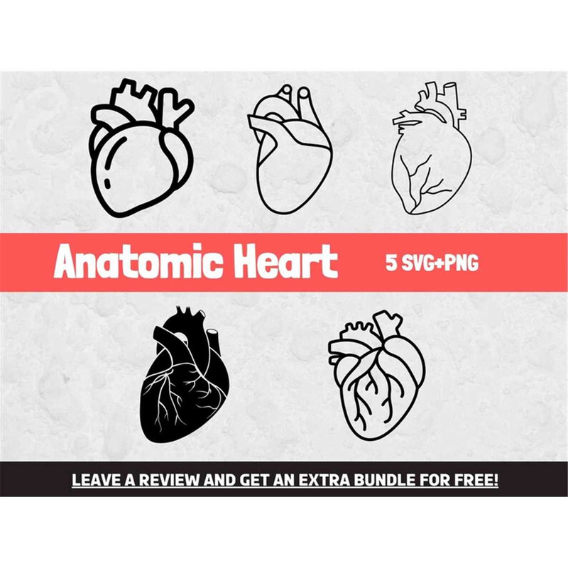 MR-682023215345-anatomic-heart-svg-anatomy-svg-svg-files-for-cricut-image-1.jpg