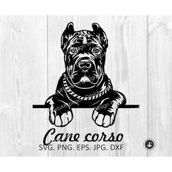 cane corso svg,peeking dog svg, cane corso puppy cut files, cane corso files for cricut, cane corso clipar silhouette ,