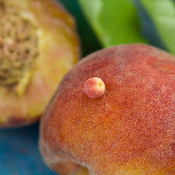 TUTORIAL Miniature peaches with polymer clay | Miniature foo - Inspire ...