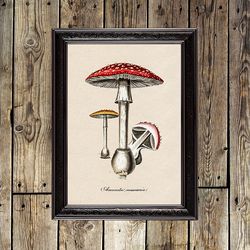 Magic mushroom Fly Agaric. Amanita muscaria print. Hallucinogenic mushrooms wall decor. Fly agaric poster. 72.
