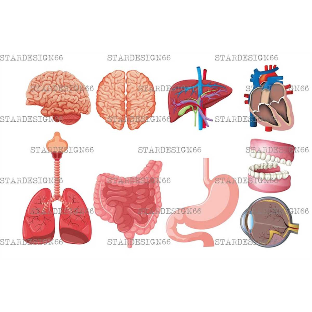 MR-118202382712-digital-eps-png-jpg-human-anatomy-brain-heart-liver-lungs-image-1.jpg