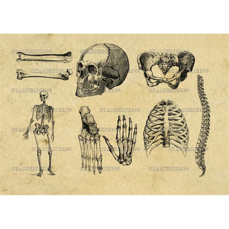 MR-118202393728-digital-svg-png-jpg-human-bones-anatomy-medical-body-image-1.jpg