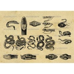 Digital SVG PNG JPG Snakes, animals, rattle, vector, clipart, silhouette, instant download