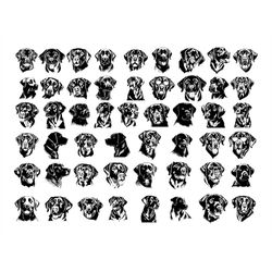 labrador retriever svg, labrador retriever clipart, labrador retriever svg files for cricut, labrador retriever head