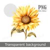 realistic-watercolor-sunflower-clipart-transparent-background.jpg