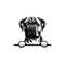 MR-128202321041-peeking-bullmastiff-svg-peeking-bullmastiff-clipart-peeking-image-1.jpg