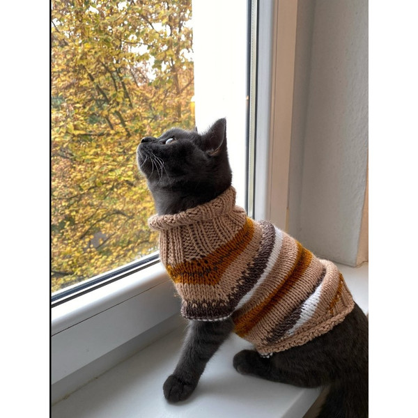 свитер для кошки.jpg