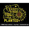 MR-1582023231533-bloom-where-you-are-planted-svg-png-file-sunflower-outline-image-1.jpg