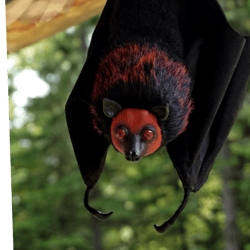Realistic replica Flying fox. Huge bat in real size.