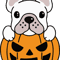 pumpkin frenchie 2.png