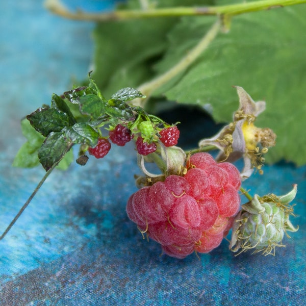 TUTORIAL Miniature raspberry with polymer clay and air dry c | Inspire ...
